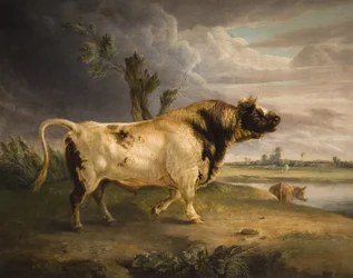 Un taureau primé