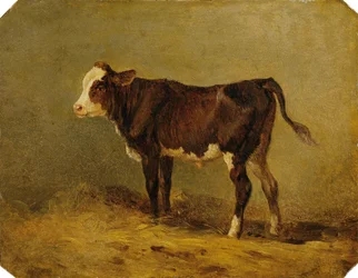 Veau