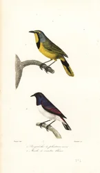 Bokmakierie et étourneau à dos violet