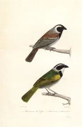 Moineau du Cap et bruant à sourcils blancs
