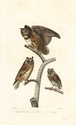 Hibou grand-duc, hibou moyen-duc et petit-duc