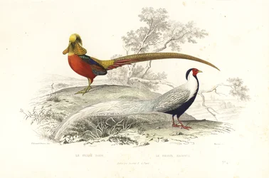 Faisan doré et faisan argenté
