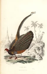 Grand argus, Argusianus argus, vulnérable