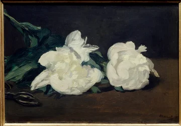 Branche de pivoines blanches et sécateur