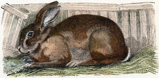 Lapin domestique - "Alphabet illustré des animaux" XIXe siècle (gravure)