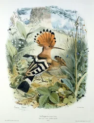 Huppe (Upupa Epops)