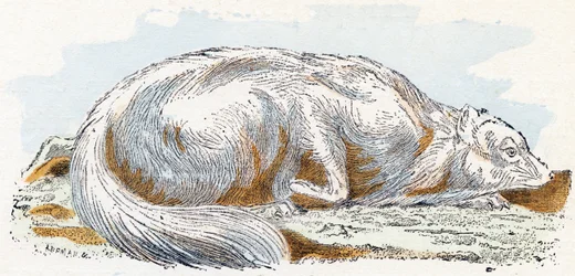 Isatis - Alphabet illustré des animaux