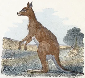 Kangourou - "Alphabet illustré des animaux" XIXe siècle (gravure)