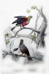 Le Perroquet Vert. Le Mascarin