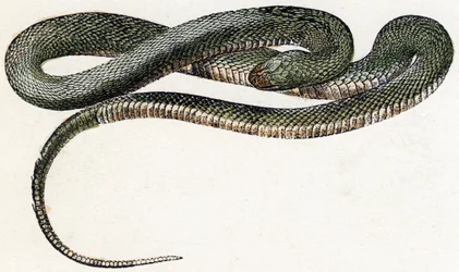 Naja (serpent) - "Alphabet illustrant les animaux" XIXe siècle