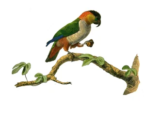 Histoire naturelle : planche zoologique représentant des grimpeurs. Le maipouri. Planche tirée des neuf volumes sur les oiseaux dans les Œuvres complètes de Buffon écrites par le naturaliste Georges Louis Leclerc, comte de Buffon