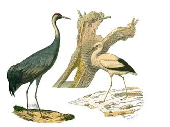 Planche zoologique représentant des oiseaux aquatiques et des cultrirostres : la grue et la cigogne. Planche tirée des neuf volumes sur les oiseaux dans « Œuvres complètes de Buffon » écrites par le naturaliste Georges Louis Leclerc, comte de Buffon (1707-