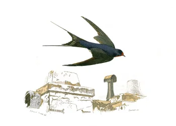 Histoire naturelle : planche zoologique représentant des fissirostres