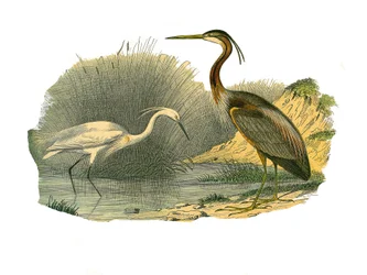 Planche zoologique représentant des oiseaux aquatiques et des échassiers cultrirostres : aigrette et héron pourpré. Planche tirée des neuf volumes sur les oiseaux dans « Œuvres complètes de Buffon » écrites par le naturaliste Georges Louis Leclerc, comte d