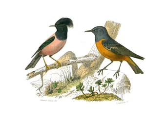 Tableau zoologique représentant des passereaux conirostres