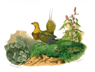 Histoire naturelle : planche zoologique représentant des gallinacés : ganga. Planche tirée des neuf volumes sur les oiseaux dans les Œuvres complètes de Buffon écrites par le naturaliste Georges Louis Leclerc, comte de Buffon
