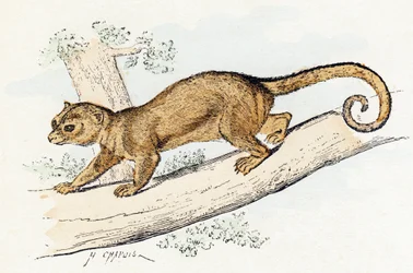 Quincajou - Alphabet illustré des animaux