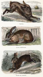 Lapins - 