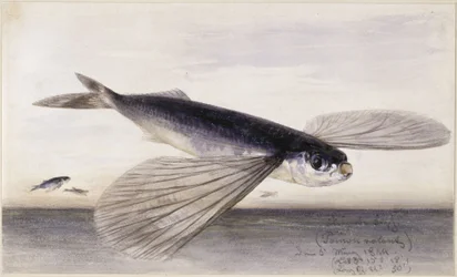 Études de poissons (poisson volant)