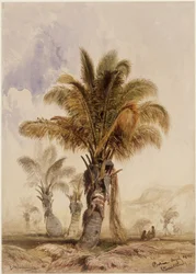 Palmiers cocotiers à Bahia