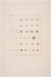 Collection de coquillages de Christian VIII, planche I