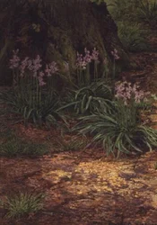 Jacinthes des bois