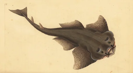 Ange de mer, Squatina squatina