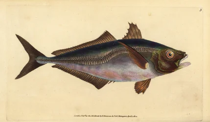 Chinchard, Trachurus trachurus (Chinchard, Scomber trachurus). Gravure à la main en cuivre dessinée et gravée par Edward Donovan de son Histoire naturelle des poissons britanniques, Donovan et F.C. et J. Rivington, Londres