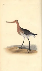 Barge rousse (femelle), Limosa lapponica. Gravure sur cuivre colorée à la main tirée de l