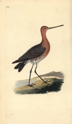 Barge rousse (mâle), Limosa lapponica