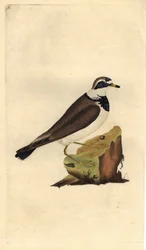 Grand gravelot. Charadrius hiaticula. Gravure sur cuivre par Edward Donovan, publiée dans "Histoire naturelle des oiseaux britanniques"
