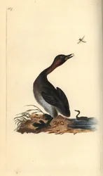 Grèbe à menton noir, Podiceps hebridicus. (Grèbe castagneux, Tachybaptus ruficollis ?) Planche de cuivre coloriée à la main, dessinée et gravée par Edward Donovan, tirée de sa propre « Histoire naturelle des oiseaux britanniques », Londres