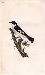 Dindon noir. Ficedula hypoleuca (Muscicapa atricapilla). Gravure sur cuivre d