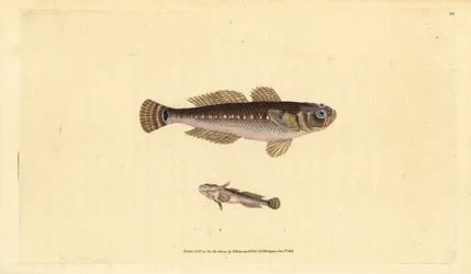 Gobio noir, Gobius niger. Gravure sur cuivre coloriée à la main, dessinée et gravée par Edward Donovan, extraite de sa Natural History of British Fishes, Donovan et F.C. et J. Rivington, Londres