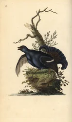 Tétras lyre, Tetrao tetrix. Gravure sur cuivre coloriée à la main, dessinée et gravée par Edward Donovan, tirée de sa propre „Natural History of British Birds“, Londres