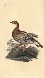 Tétras lyre ou coq de bruyère, Tetrao tetrix. Gravure sur cuivre coloriée à la main, dessinée et gravée par Edward Donovan, tirée de sa propre „Natural History of British Birds“, Londres