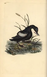 Guillemot à miroir, Cepphus grylle, avec poisson dans le bec