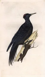 Pic noir. Dryocopus martius (Picus martius). Gravure sur cuivre d