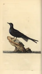 Guifette noire. Chlidonias niger. Gravure à la main par Edward Donovan de son "Histoire naturelle des oiseaux britanniques"