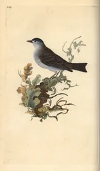 Fauvette à tête noire, Sylvia atricapilla