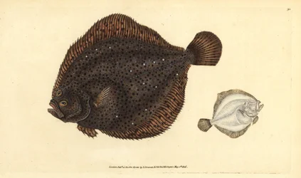 Bar ou perle, Scophthalmus rhombus. Gravure à la main en cuivre colorée par Edward Donovan
