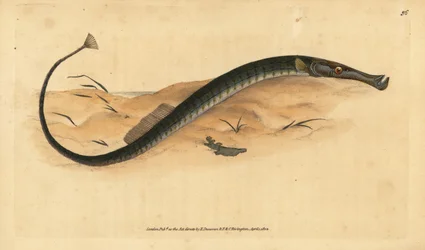 Syngnathe à museau large ou court, Syngnathus typhle