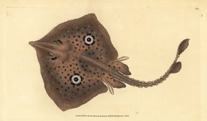 Raie brune ou raie miroir, Raja miraletus