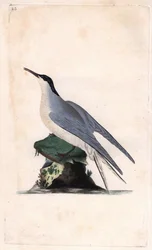 Sterne pierregarin. Sterna hirundo. Gravure sur cuivre par Edward Donovan, publiée dans Histoire naturelle des oiseaux britanniques, Londres