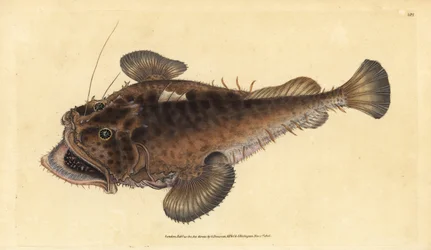 Baudroie commune, Lophius piscatorius