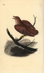 Coucou gris (juvénile), Cuculus canorus