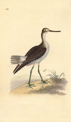 Chevalier aboyeur, Tringa nebularia. Gravure à la main en cuivre dessinée et gravée par Edward Donovan de son propre "Histoire naturelle des oiseaux britanniques," Londres
