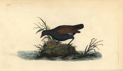 Gallinule poule-d