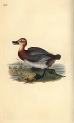 Fuligule milouin ou morillon à tête rouge, Aythya ferina (femelle)