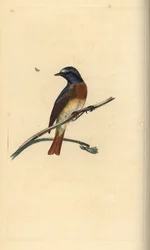 Rougequeue à front blanc, Phoenicurus phoenicurus. Gravure sur cuivre coloriée à la main, dessinée et gravée par Edward Donovan, extraite de sa propre Natural History of British Birds, Londres